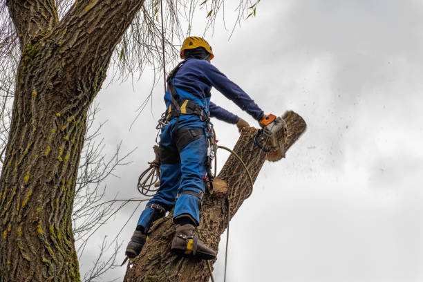 Tree and Shrub Care in Covington, WA